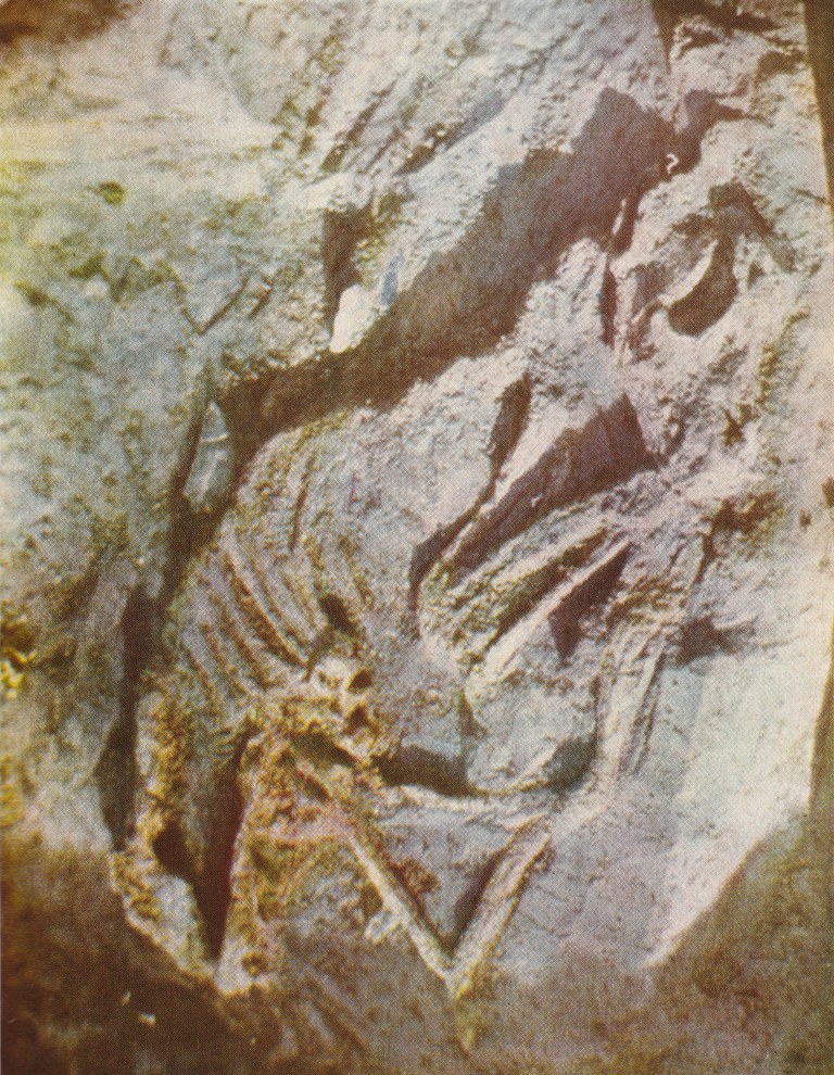 Погребение домашней собаки в палеолитическом жилище слоя VI стоянки Ушки- I.