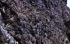 Остров Арий (Сивучий) камень