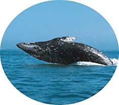 Серый кит или калифорнийский кит