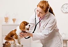 Современная ветеринарная клиника